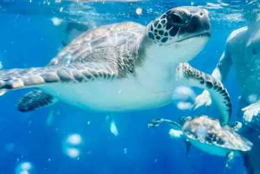 Wycieczka fakultatywna, Miasto duchów, Famagusta, Salamina z rejsem na Blue Lagoon i zatokę żółwi z Protaras